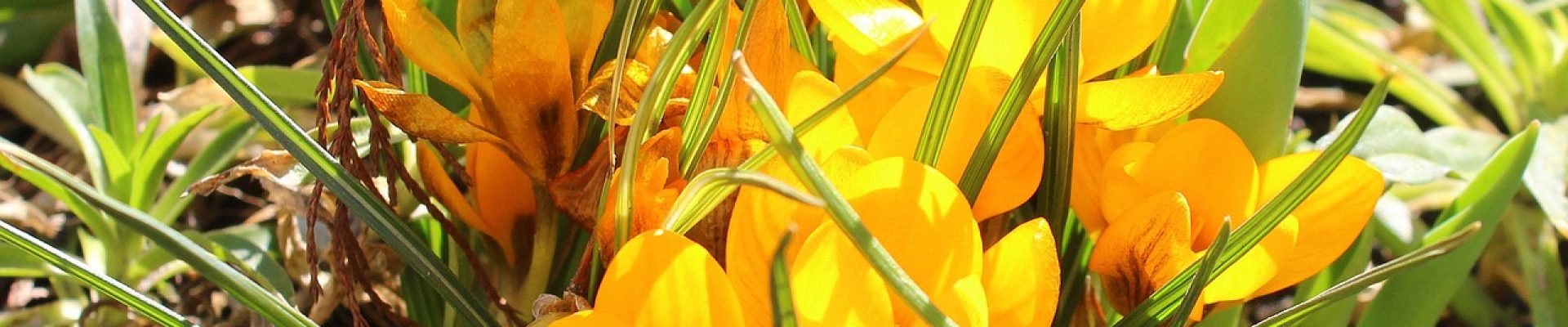 crocuses-3243448_1280 (1)